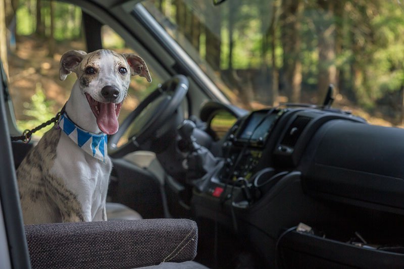 Lancelot will los Wohnmobil mieten mit HUnd