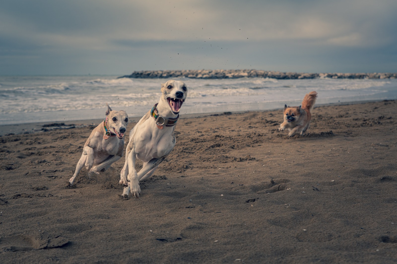 Kimba und Whippets am Strand in Rimini