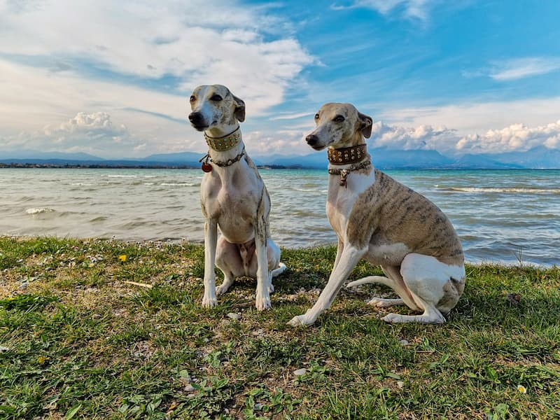 Mit Wohnmobil und Hunden am Gardasee, Wohnmobil mieten mit Hund, UrlaubmitHund