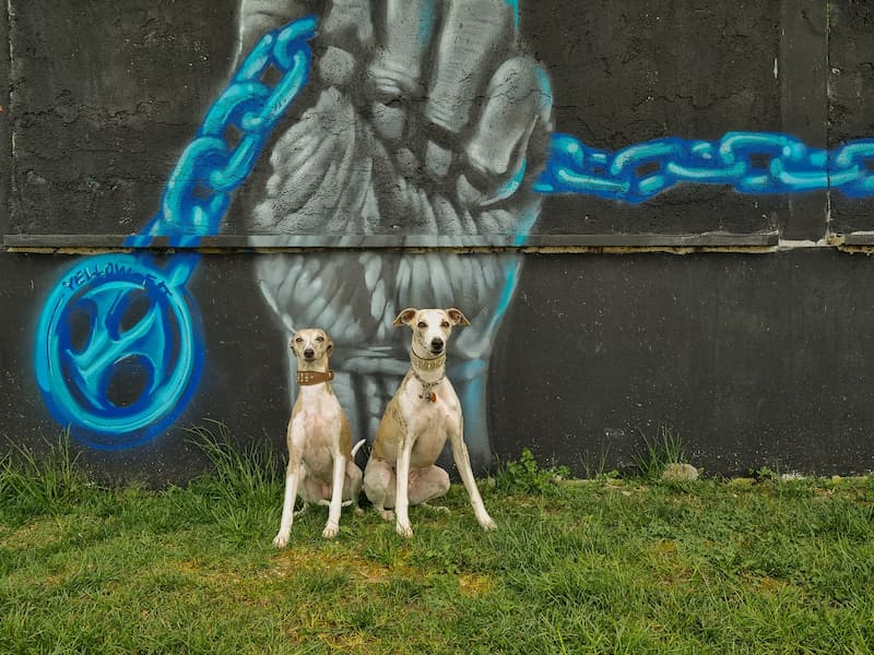 whippets-vorMural